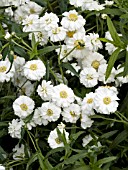 ACHILLEA GYPSY WHITE