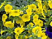 CALIBRACHOA CALLIE DEEP YELLOW