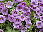 CALIBRACHOA CALLIE LIGHT BLUE