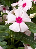 CATHARANTHUS ROSEUS CORA APRICOT