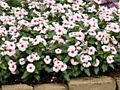 CATHARANTHUS ROSEUS CORA APRICOT