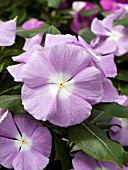 CATHARANTHUS ROSEUS CORA LAVENDER