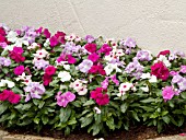 CATHARANTHUS ROSEUS CORA MIX