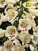 DIGITALIS CAMELOT CREAM