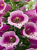 DIGITALIS CAMELOT ROSE