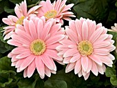 GERBERA JAMESONII ROYAL SALMON ROSE