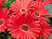 GERBERA JAMESONII ROYAL SCARLET