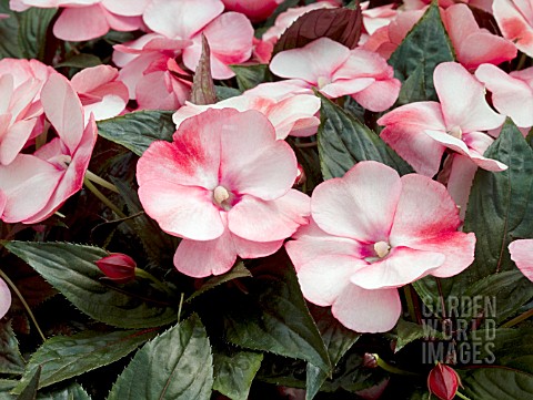 IMPATIENS_NEW_GUINEA_SONIC_SWEET_CHERRY