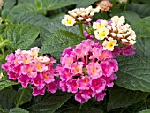 LANTANA BANDANA ROSE