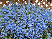 LOBELIA ERINUS TECHNO BLUE