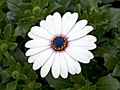 OSTEOSPERMUM ASTI WHITE