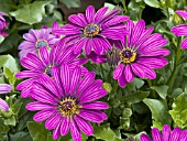 OSTEOSPERMUM TRADEWINDS DEEP PURPLE