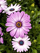 OSTEOSPERMUM TRADEWINDS PURPLE BICOLOR