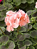 PELARGONIUM BULLSEYE SALMON