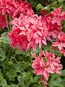 PELARGONIUM GRAFFITI SALMON ROSE