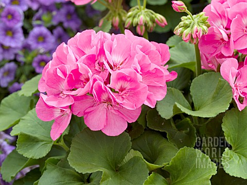 PELARGONIUM_HORTORUM_AMERICANA_PINK