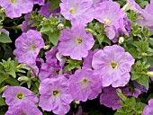 PETUNIA RAMBLIN LAVENDER