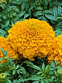 TAGETES ERECTA PERFECTION ORANGE