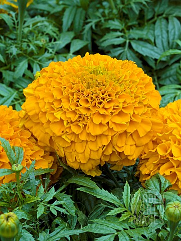 TAGETES_ERECTA_PERFECTION_ORANGE