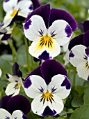VIOLA PENNY WHITE JUMP UP