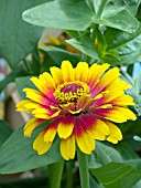 ZINNIA ELEGANS SWIZZLE SCARLET AND YELLOW