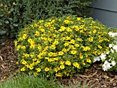 BIDENS MARIETTA GOLD SPARK