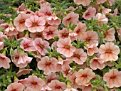 CALIBRACHOA MILLION BELLS APRICOT