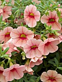 CALIBRACHOA MILLION BELLS APRICOT