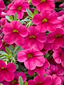 CALIBRACHOA MILLION BELLS CHERRY PINK