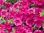 CALIBRACHOA MILLION BELLS CHERRY PINK