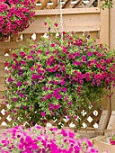 CALIBRACHOA MILLION BELLS CHERRY PINK