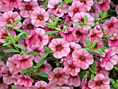 CALIBRACHOA MILLION BELLS COSMOS PINK