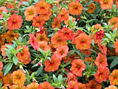 CALIBRACHOA MILLION BELLS CRACKLING FIRE