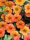 CALIBRACHOA MILLION BELLS CRACKLING FIRE