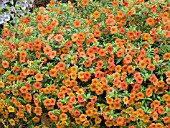 CALIBRACHOA MILLION BELLS CRACKLING FIRE