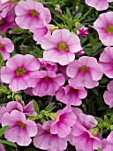 CALIBRACHOA MILLION BELLS FLAMINGO