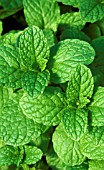 SPEARMINT,  MENTHA,  SPICATA, CLOSE UP