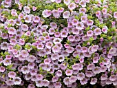 CALIBRACHOA MILLION BELLS LAVENDER