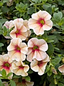 CALIBRACHOA MILLION BELLS PEACHES N CREAM