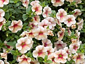 CALIBRACHOA MILLION BELLS PEACHES N CREAM