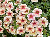 CALIBRACHOA MILLION BELLS PEACHES N CREAM