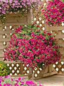 CALIBRACHOA MILLION BELLS RED