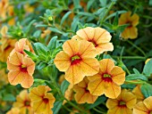 CALIBRACHOA MILLION BELLS TANGERINE