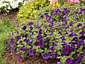 CALIBRACHOA MILLION BELLS TRAILING BLUE