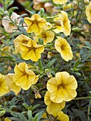 CALIBRACHOA MILLION BELLS YELLOW