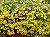 CALIBRACHOA MILLION BELLS YELLOW