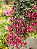 FUCHSIA ANGEL EARRINGS CASCADING