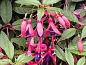 FUCHSIA ANGEL EARRINGS DAINTY