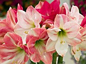 HIPPEASTRUM AMARYLLIS MIX