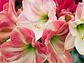 HIPPEASTRUM AMARYLLIS MIX